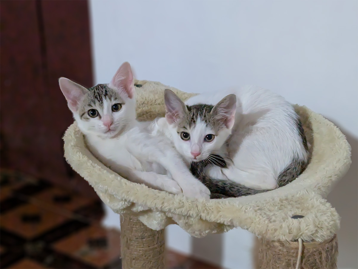 ava_kittens_1