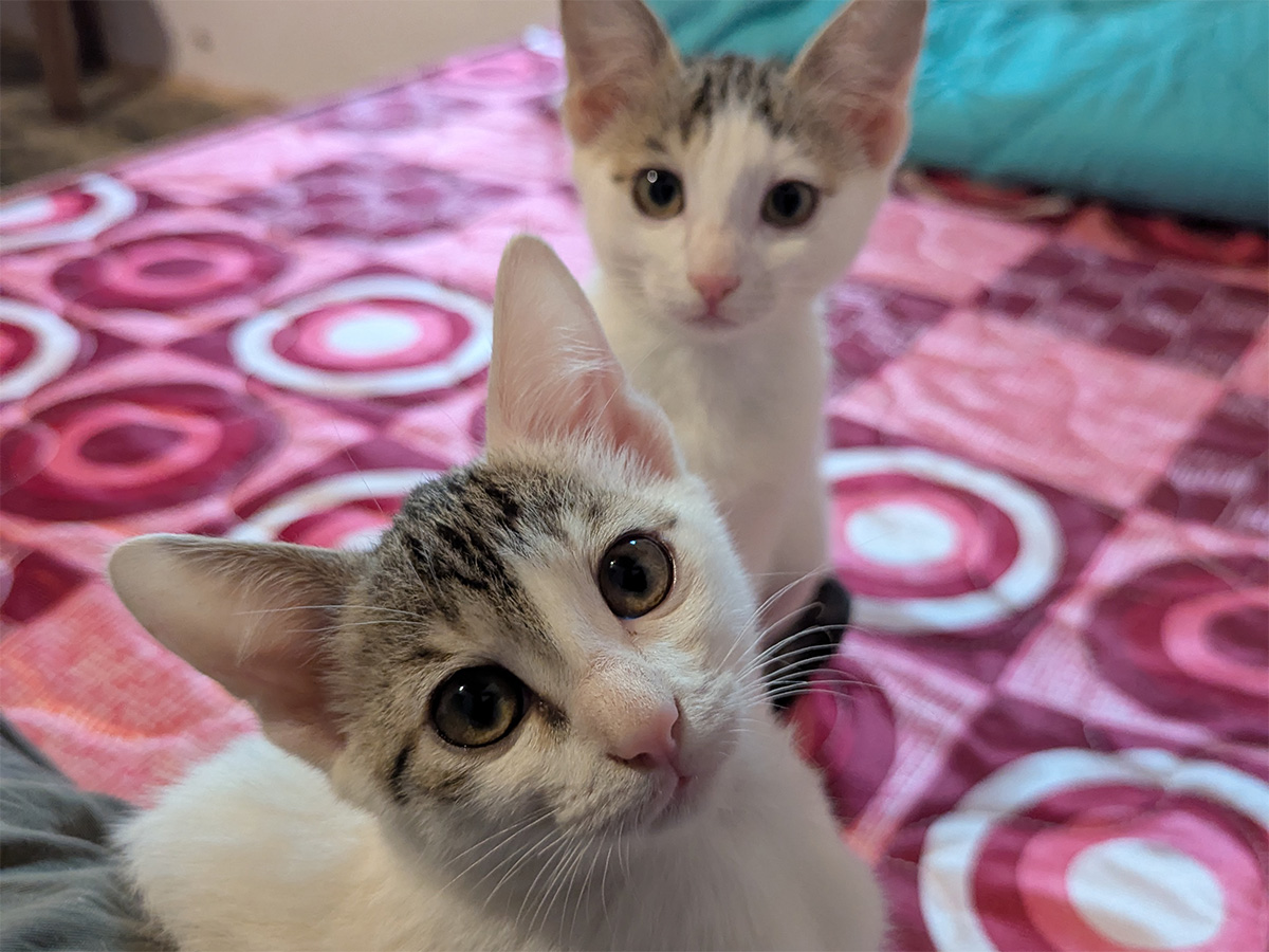 ava_kittens_2