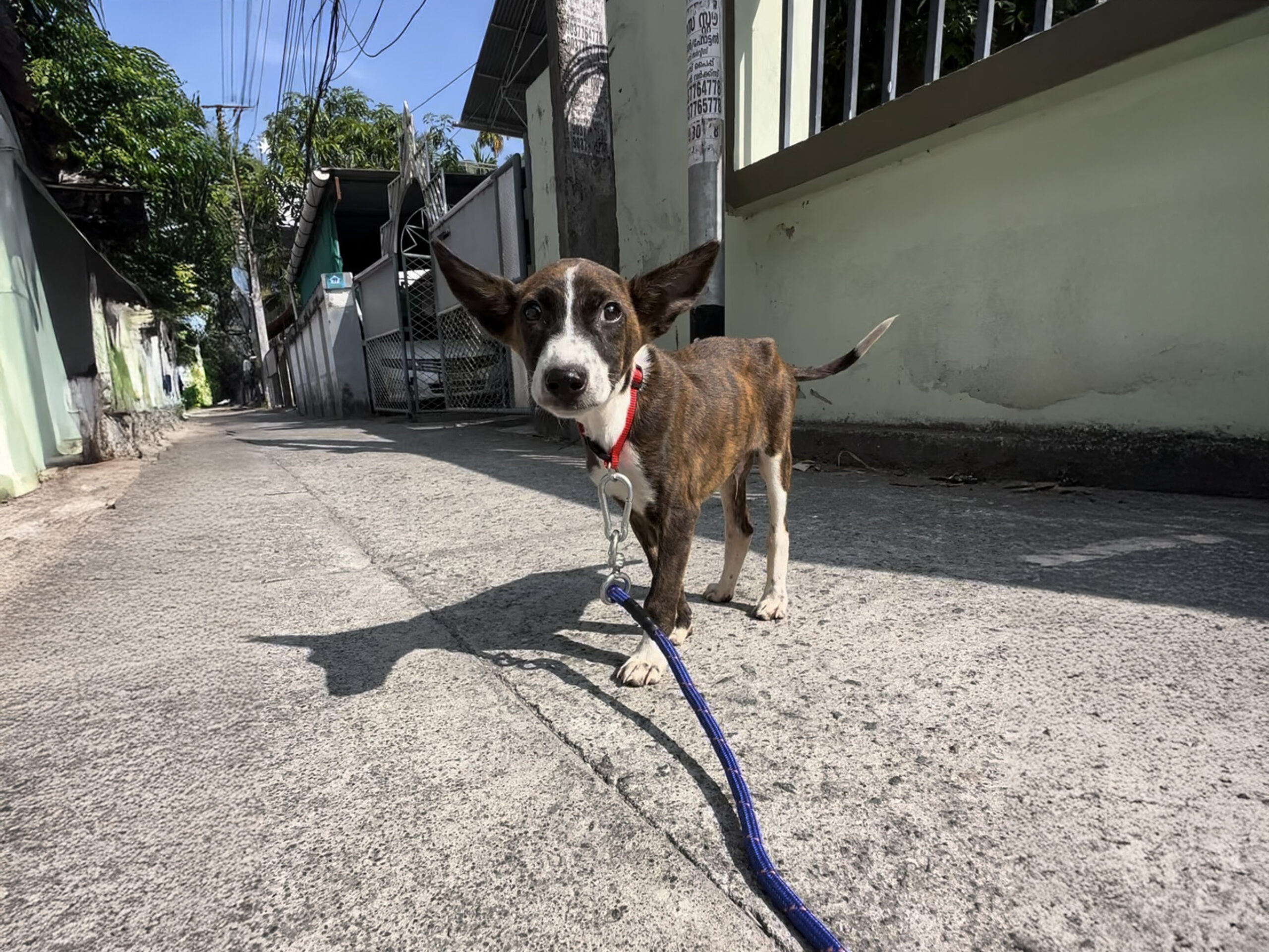 Bemu on a leash