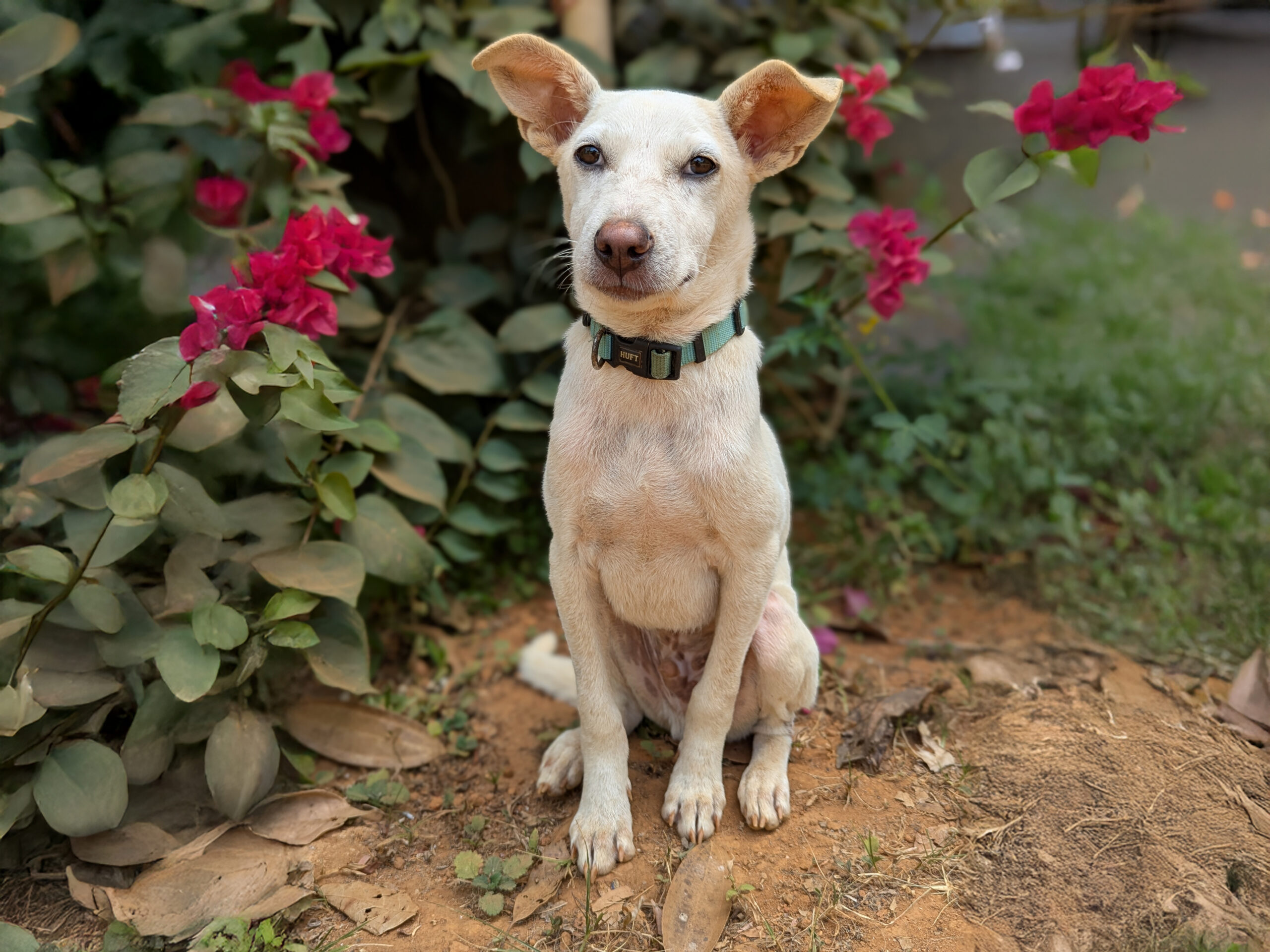 Julians-Parvo-Puppy-1