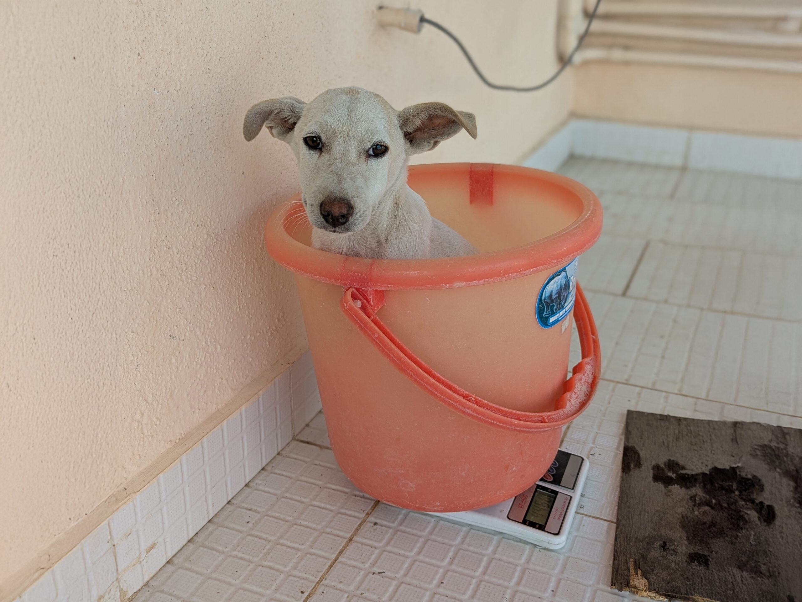 Julians-Parvo-Puppy-2