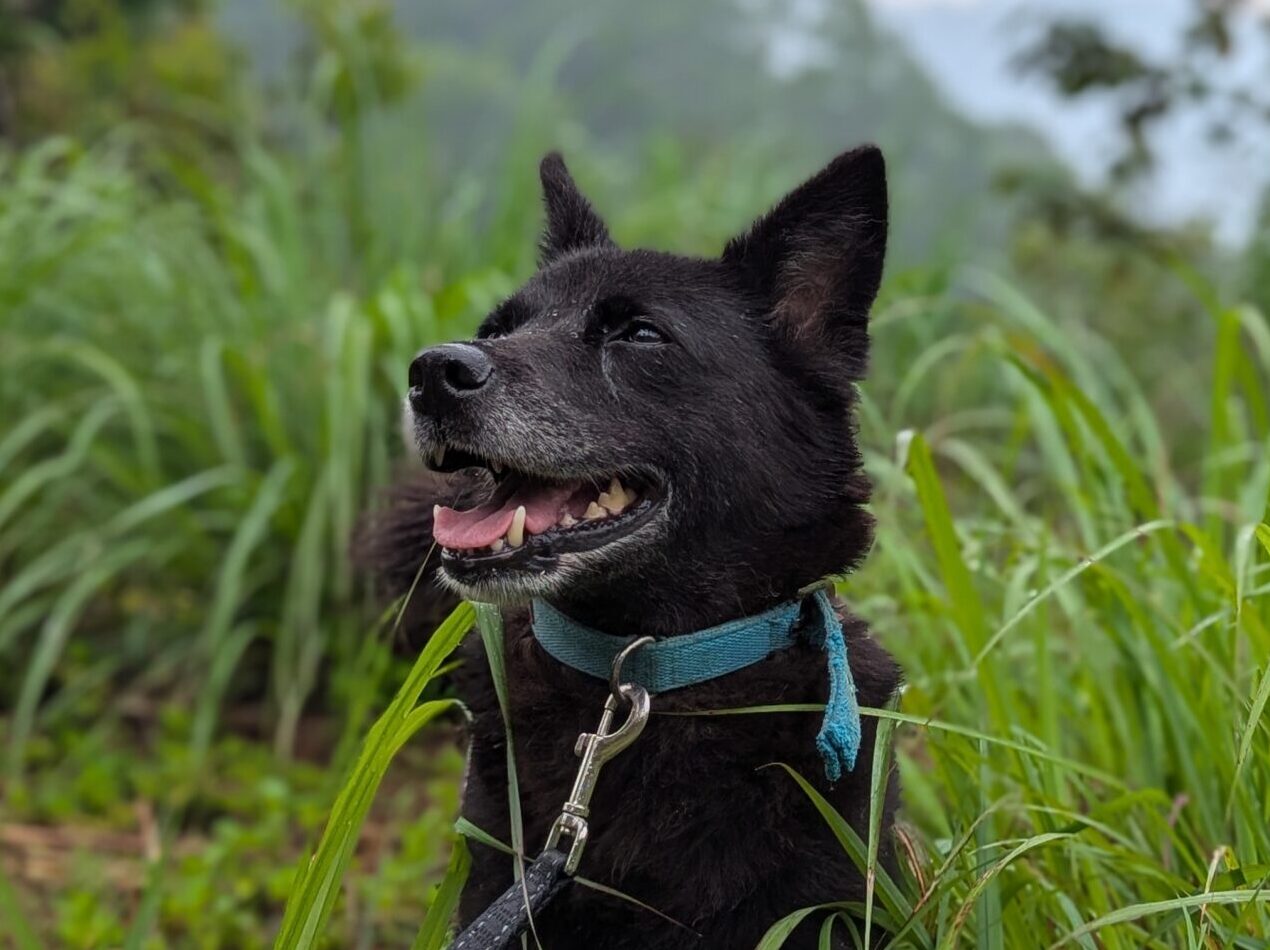 Karimbi